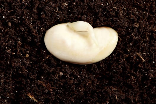 Close-up of seedling of a haricot growing in soil