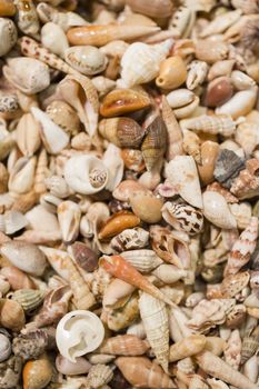 Collection of sea shells randomly grouped.