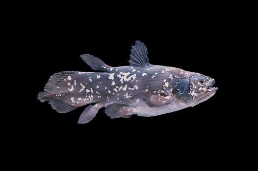 Coelacanth is member of the oldest living order of fish, Sarcopterygii (lobe-finned fish and tetrapods). Latimeria chalumnae and the Latimeria menadoensis are the only two living coelacanth species, which are found along the coastlines of the Indian Ocean and Indonesia. The coelacanth is considered a “living fossil”.