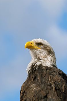 The Bald Eagle (Haliaeetus leucocephalus), a bird of prey found in North America.