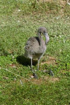 Flamingo baby on green grass backgrouund