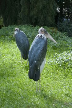 Two marabous on green forest background