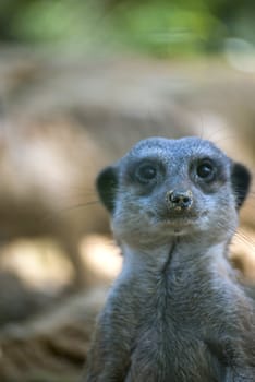 Cute meerkat or suricate, Suricata suricatta, small mammal belonging to the mongoose family