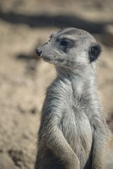 Cute meerkat or suricate, Suricata suricatta, small mammal belonging to the mongoose family