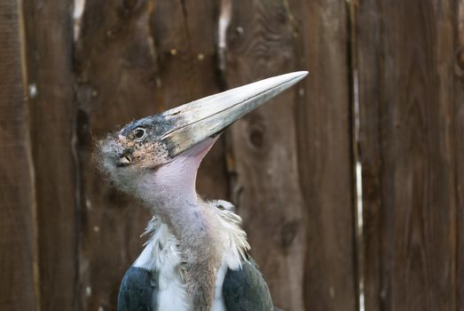 Marabou Stork (Leptoptilos crumeniferus) on wooden fence background.