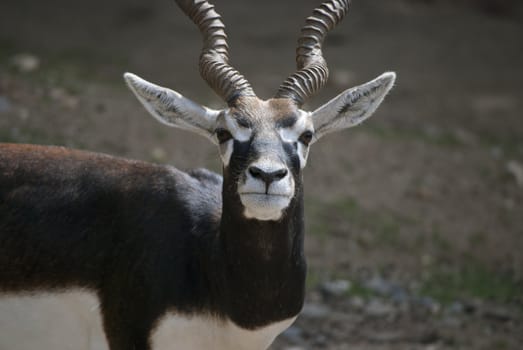 Male blackbuck, (Antilope cervicapra), antelope species native to the Indian Subcontinent.