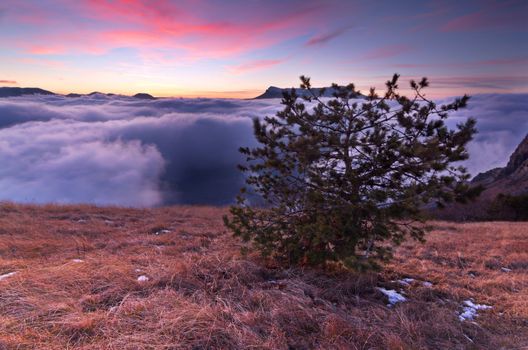 The pine over the clouds  in mountains