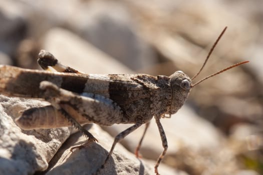 Brown locust close up full body side view (Oedipoda carulescens)