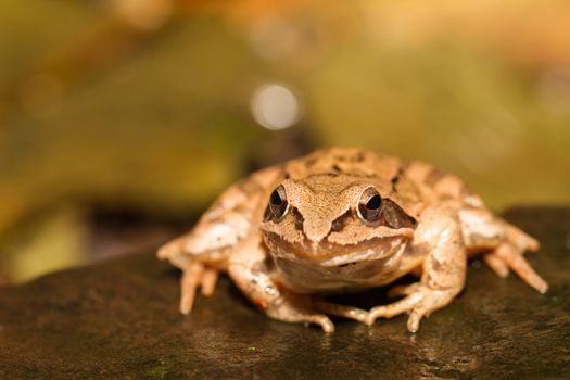 portrait close-up from a yellow frog