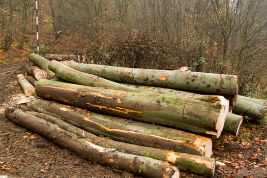 Winter firewood logging and stacked in a pile