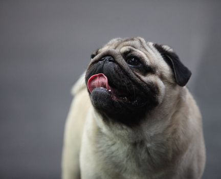 Portrait of a Pug � Dog