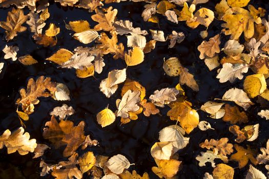 background of many yellow autumn leaves on water