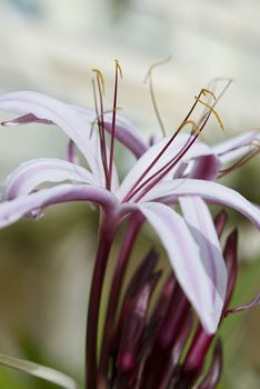 Beautiful tropical lily on green and white background