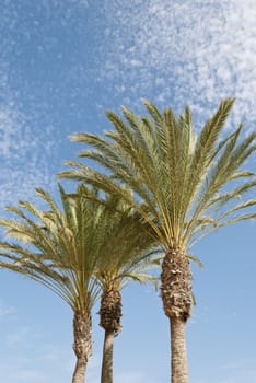 Three palm trees on blue sky and white clouds background