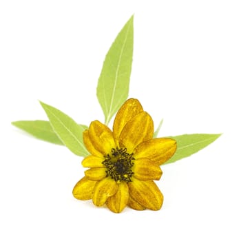 sunflower on white background (Helianthus)