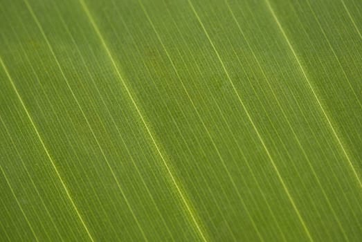 Green palm tree leaf, macro, possible to use as a background