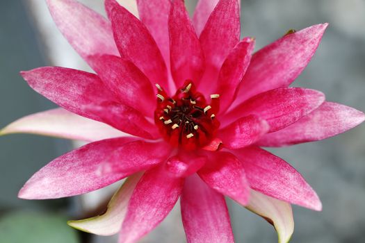 Beautiful blooming red water lily