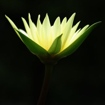 Beautiful blooming yellow water lily