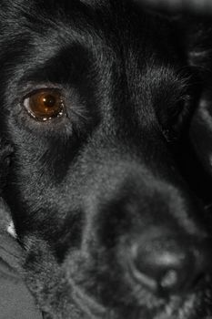 Close up of a black working cocker spaniel