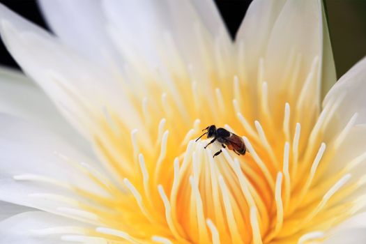Bee on water lily