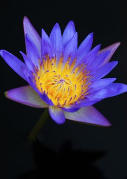 Beautiful blooming red water lily