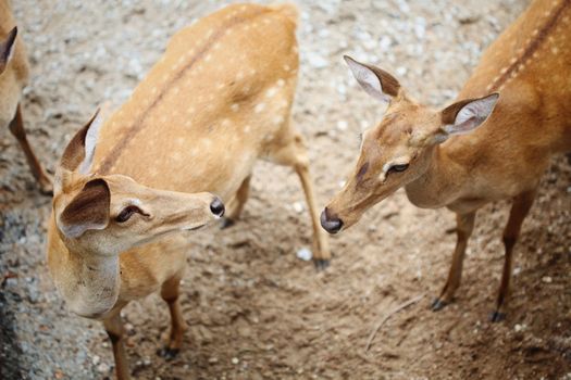 Eld's Deer