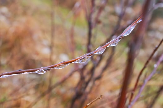 ice on branches after great snow at chinese south pro Guangdong