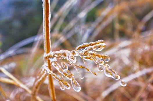 ice on branches after great snow at chinese south pro Guangdong