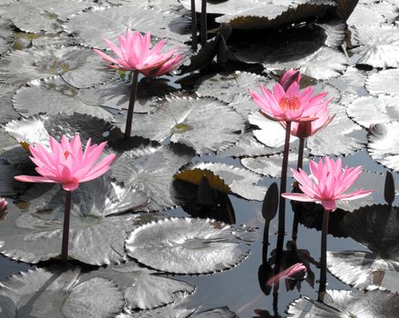 Water lily lotus flower and leaves