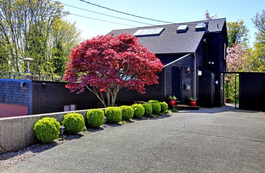 Dark black wood modern house with maple tree and gates.