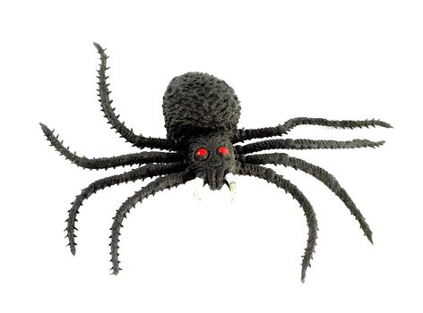 A black spider isolate on white background