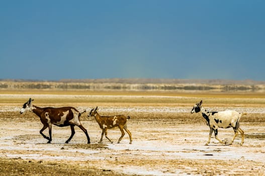 Three goats in a desert in La Guajira, Colombia