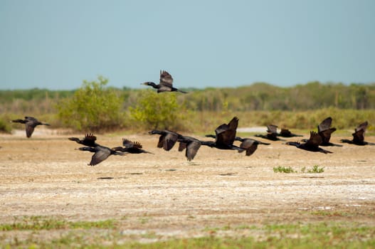 Flock of birds flying in a desert