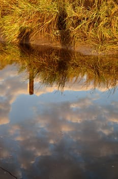 Reflections of tall grass and clouds