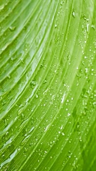 Fragment of a large green leaf with rain drops on it