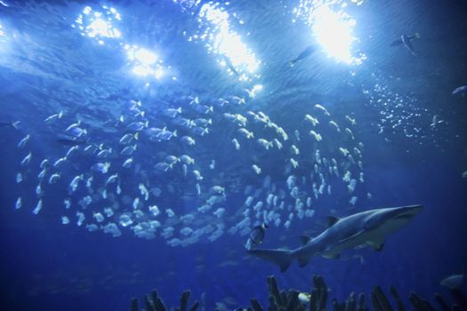 Shark swimming in ocean with sunlight