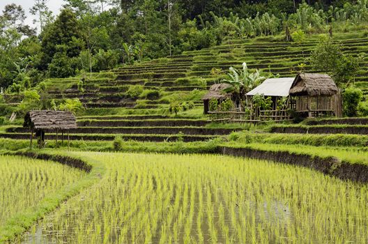 rice field and houses in bali indonesia