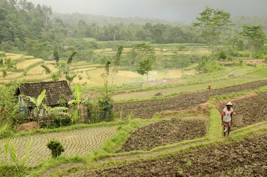 rice field with farmer in bali indonesia