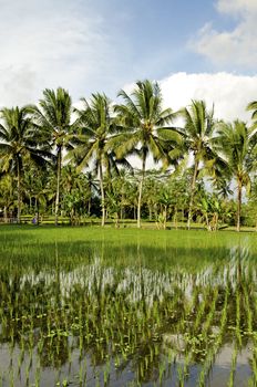 rice fieldand palm trees in bali indonesia