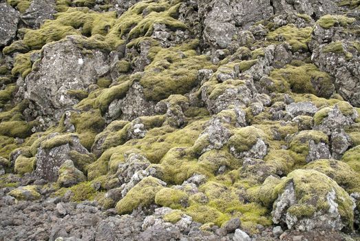 moss and volcanic rock in iceland