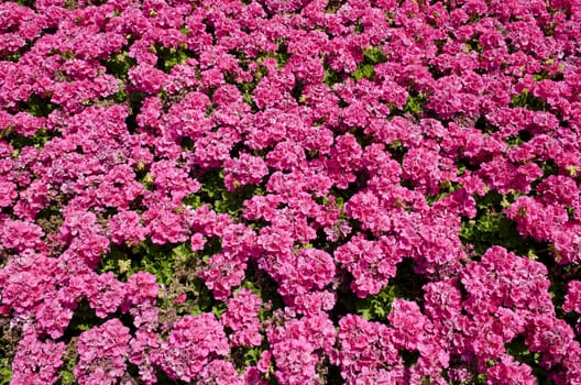 bright pink flowers in the sunshine