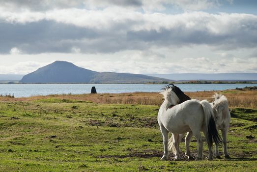 icelandic ponies in interior iceland landscape