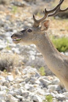 A beautiful alce in the krk park in Croatia