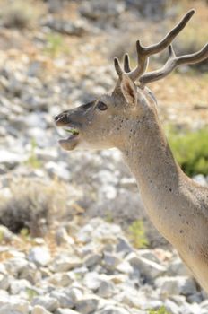 A beautiful alce in the krk park in Croatia