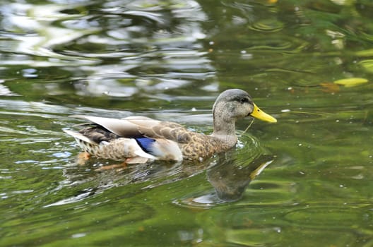 A beautiful duck swimming in a pole