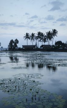 lotus pond in candidasa bali indonesia