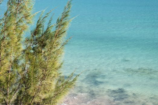 View of the blue ocean and a green tree in the front