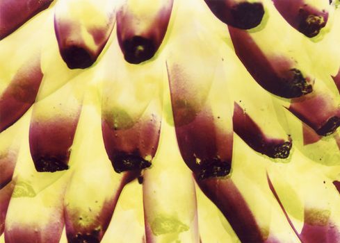 abstract bananas
