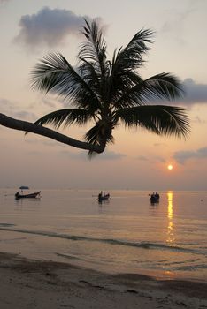 palm tree and boats at sunset on tropical island ko tao thailand