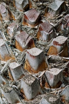 Close up of a palm tree trunk, possible to use as a background